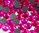 1000 Strass thermocollant SS10 couleur Rose Intense