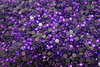1000 Strass Thermocollant (ss6) Violet